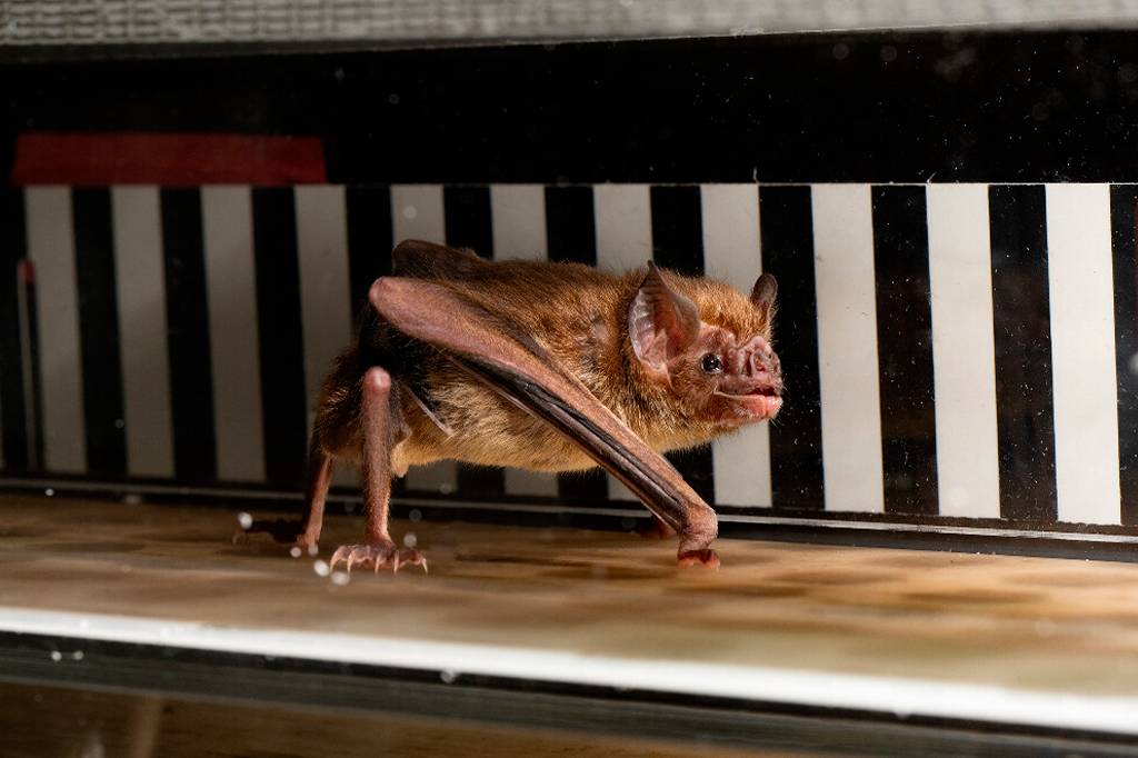 Cientistas colocaram morcegos-vampiros em esteiras – e descobriram um super poder desses bichos