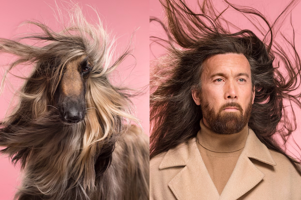 Hope, uma Afghan Hound, ostenta o mesmo pelo selvagem de seu dono, Henry.