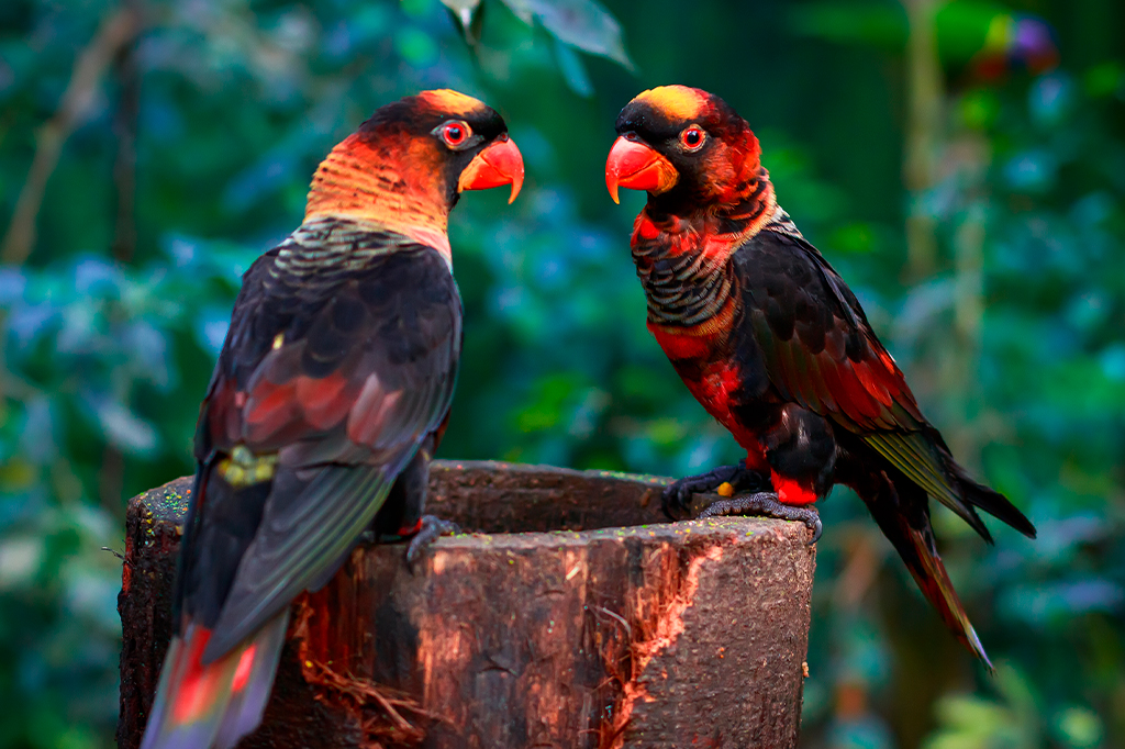 Um único átomo é o que muda as cores de algumas aves