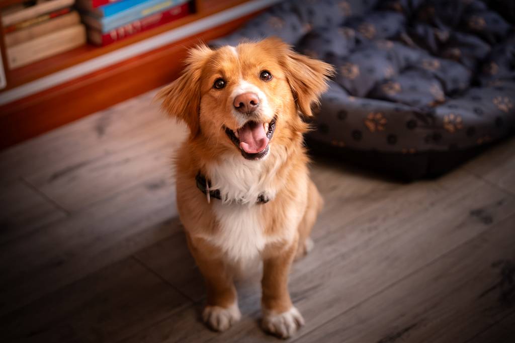 Cachorros nos obedecem melhor quando estamos felizes do que quando estamos tristes
