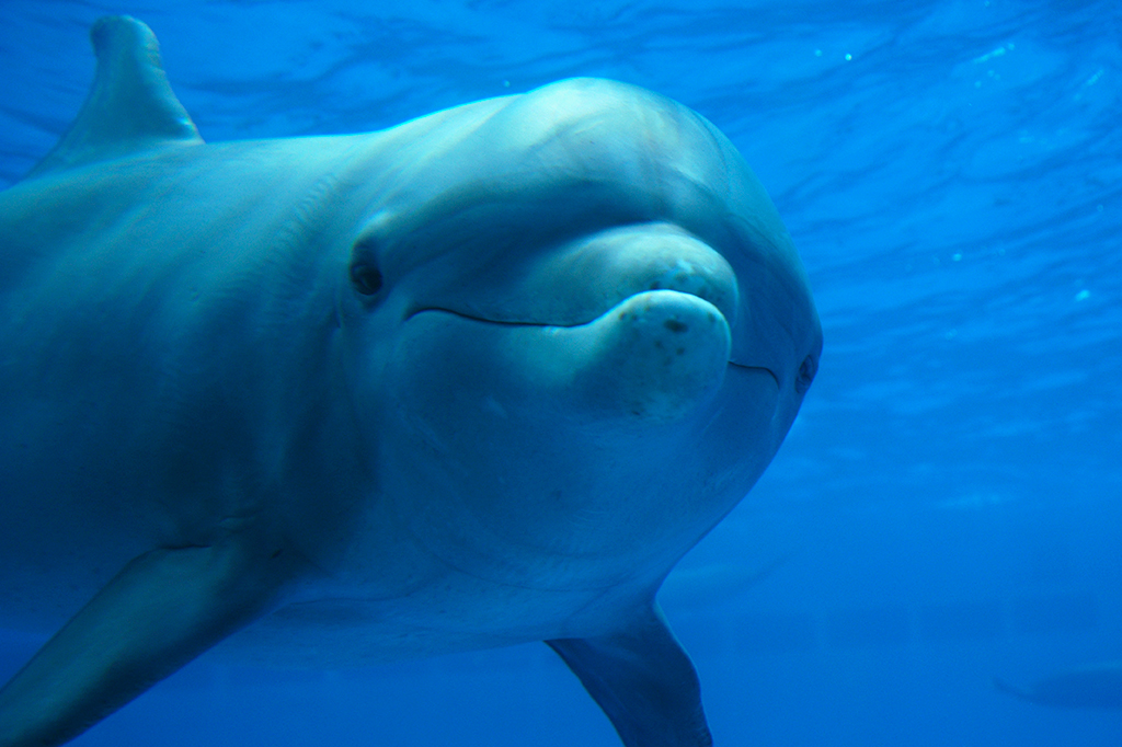 Golfinho solitário é visto falando sozinho no Mar Báltico