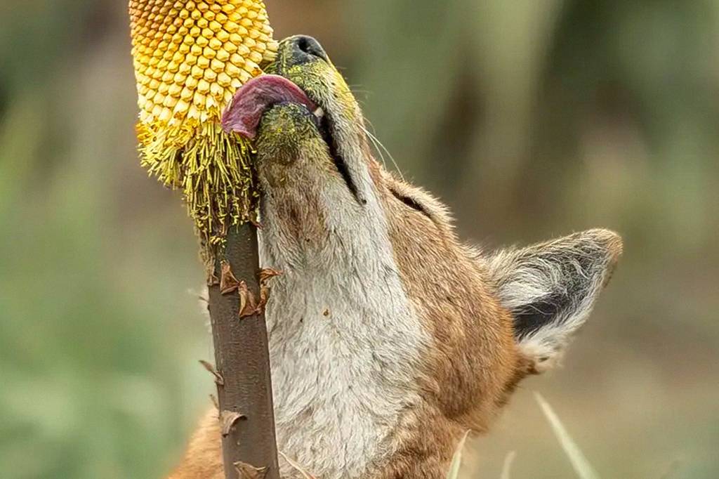 Lobos etíopes apaixonados por néctar podem ser os primeiros polinizadores carnívoros