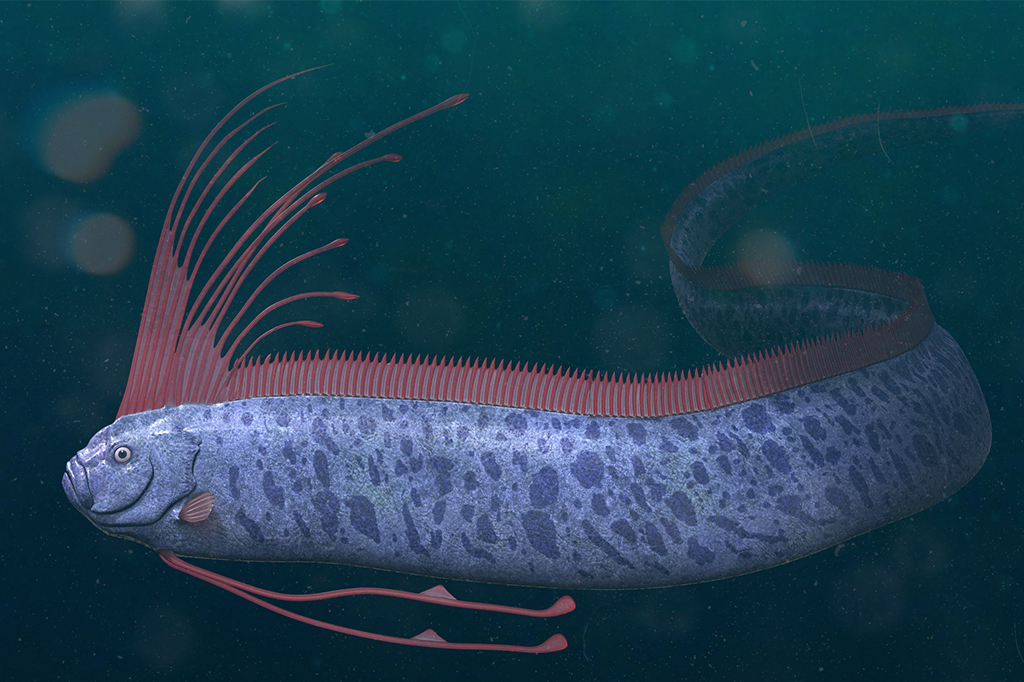 Ilustração do peixe Oarfish.