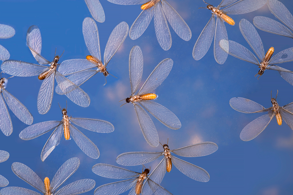Bichinho de luz é cupim? Entenda a relação