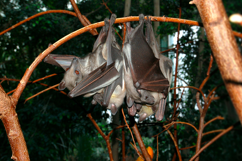 Até 12 milhões de morcegos: a maior migração de mamíferos do mundo