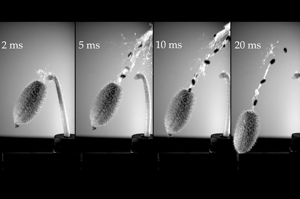 Essa planta atira suas sementes a 12 metros de distância para sua reprodução