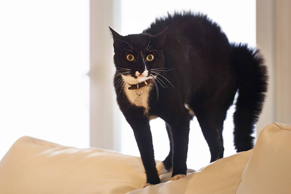 Por que os gatos têm medo de pisar em papel-alumínio?