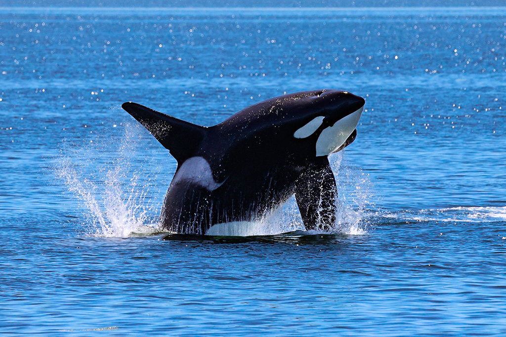Usar salmões mortos como chapéu voltou para a moda, segundo essas orcas