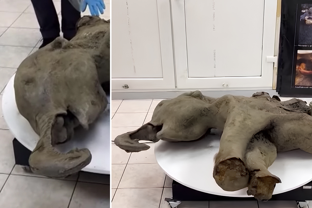 Foto dos restos mortais de um mamute bebé com 50.000 anos de idade