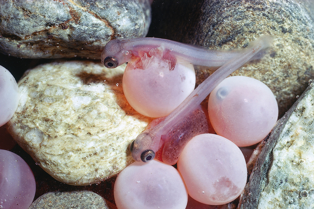 Alguns peixes escolhem quando querem nascer – e cientistas descobriram como