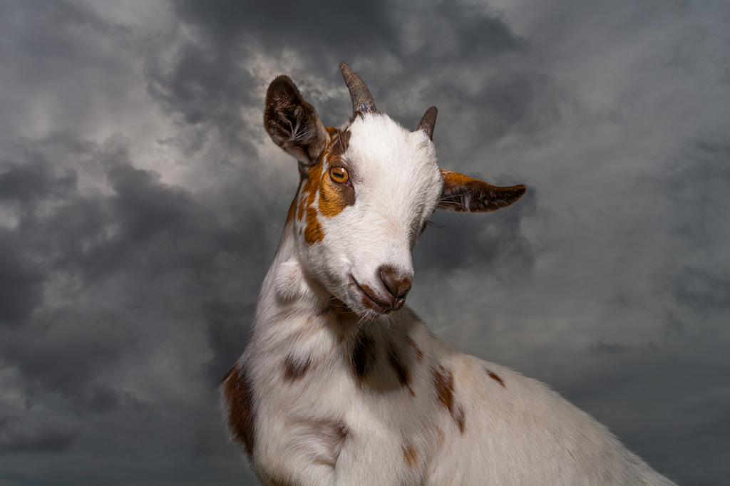 Esses cientistas acreditam que animais podem prever fenômenos naturais