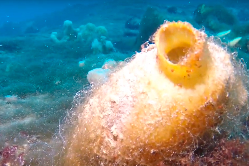 Pesquisa brasileira mapeia fauna do fundo do mar da Antártida