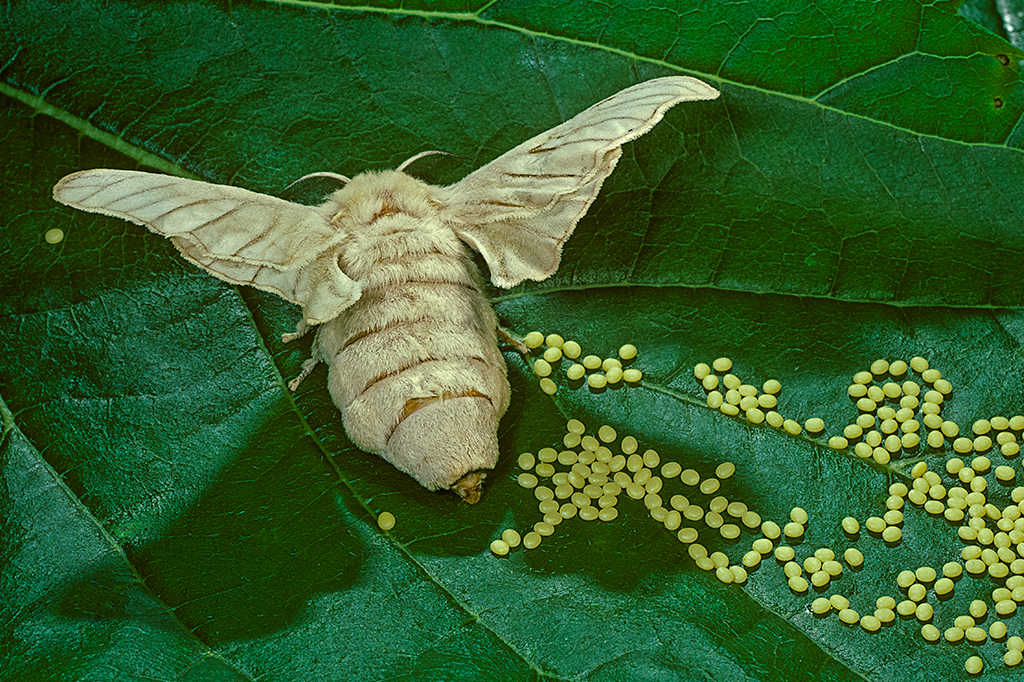 Mariposas escolhem onde colocar seus ovos de acordo com “choro” das plantas