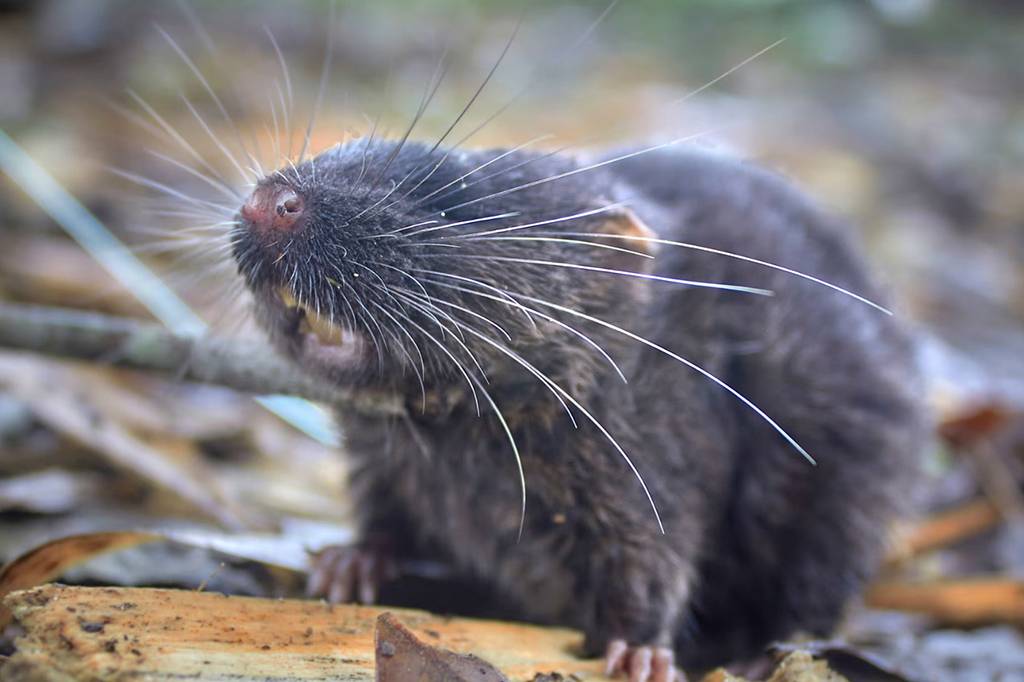 Expedição no Peru descobriu 27 novas espécies, incluindo um rato anfíbio