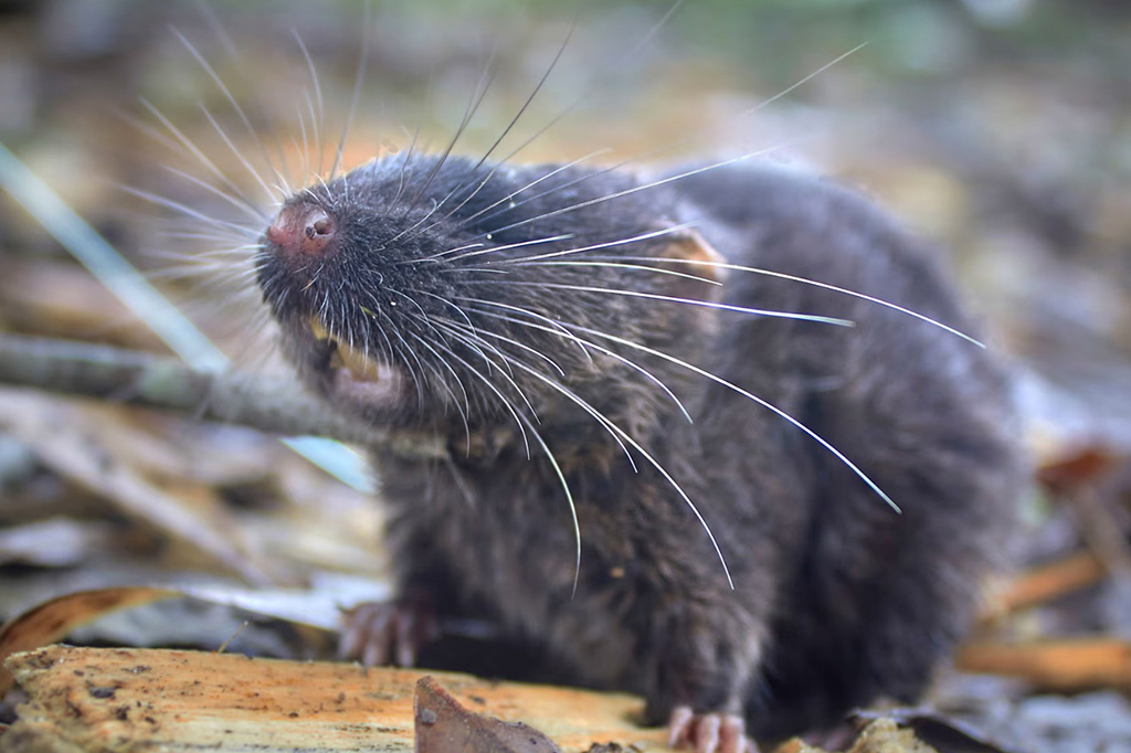 Expedição no Peru descobriu 27 novas espécies, incluindo um rato anfíbio