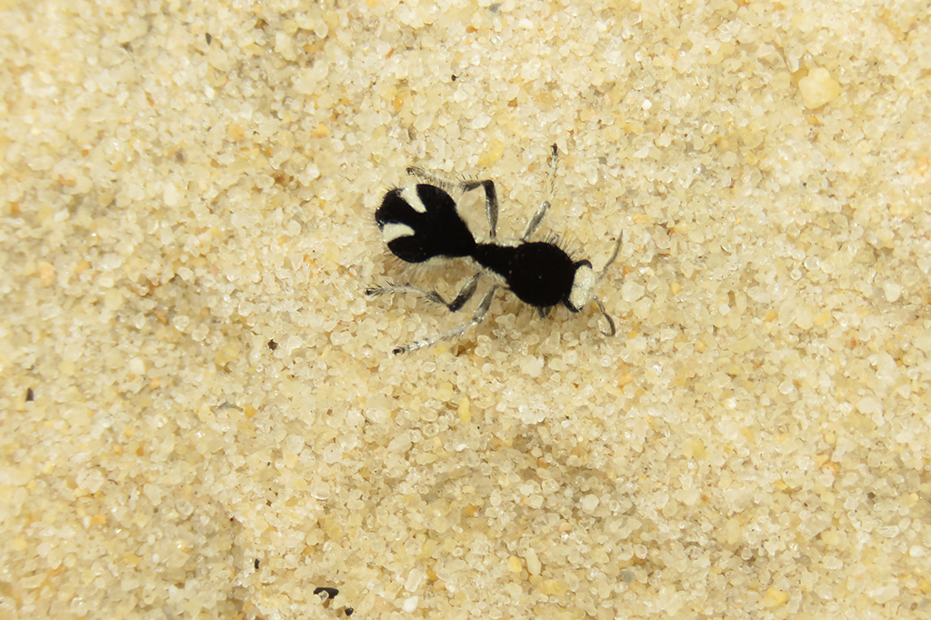 Essa formiga brasileira é tão preta que reflete menos de 1% da luz