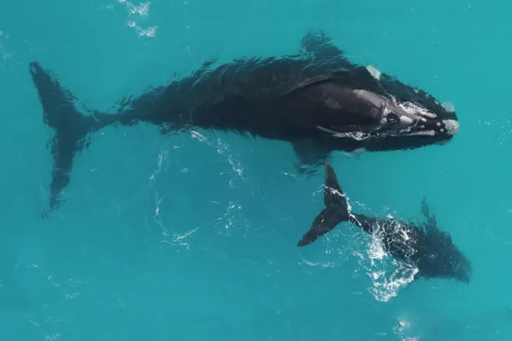 Algumas baleias podem viver o dobro do que se acreditava: quase 150 anos