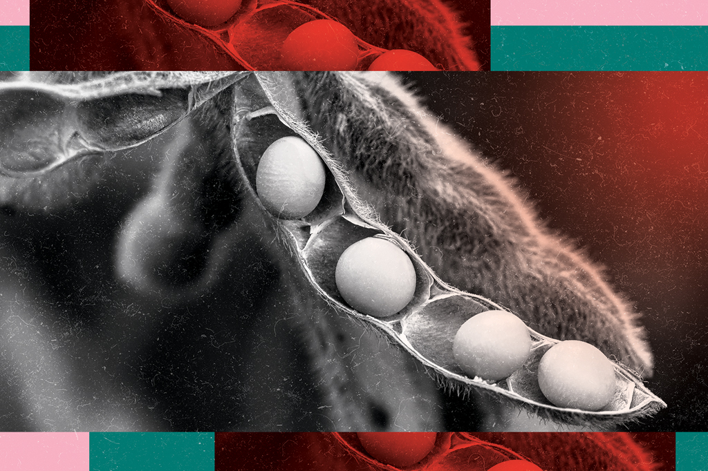 Soja transgênica brilha quando está doente