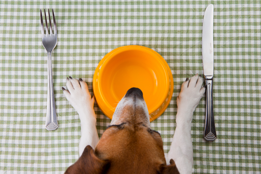 Imagem, vista de cima, de um beagle aguardando sua comida, diante de um pote amarelo acompanhado de um garfo e uma faca, sobre uma toalha quadriculada verde.