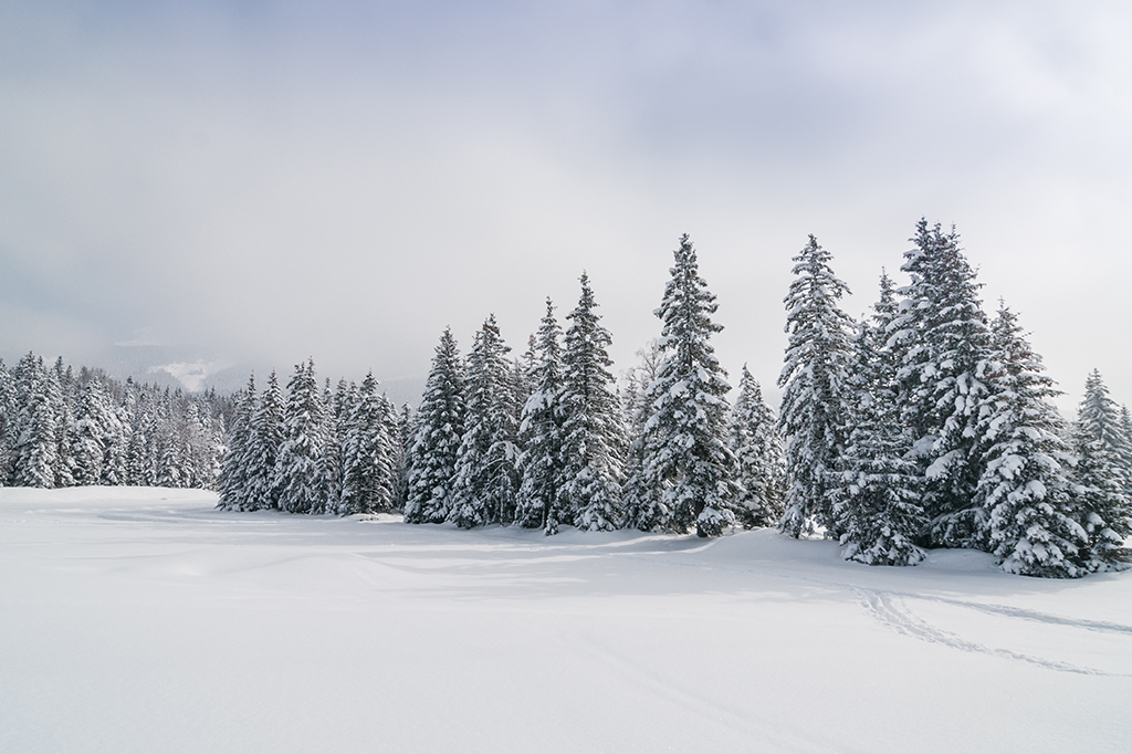 Imagem de Paisagem de inverno com neve e árvores.