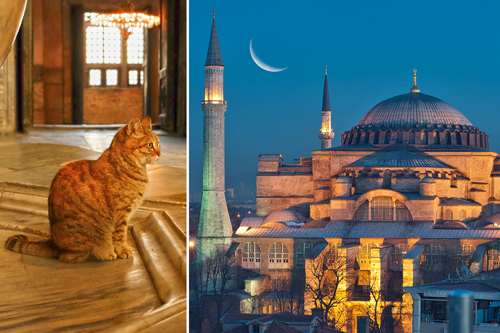 A gata que mudou uma disputa de séculos entre cristãos e muçulmanos