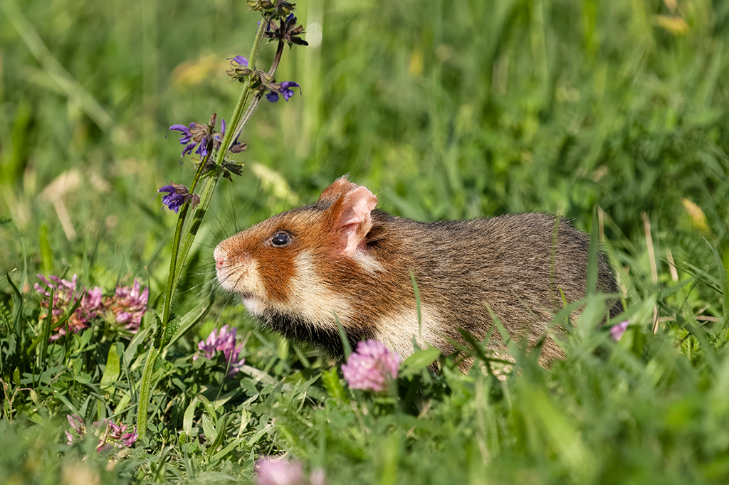 Organelas da fotossíntese funcionaram por dois dias dentro de células animais