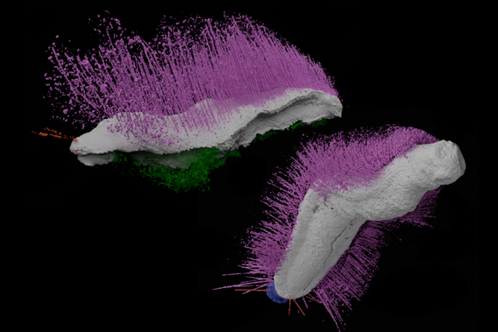 Punk e Emo, os fósseis que vão na contramão do mainstream molusco