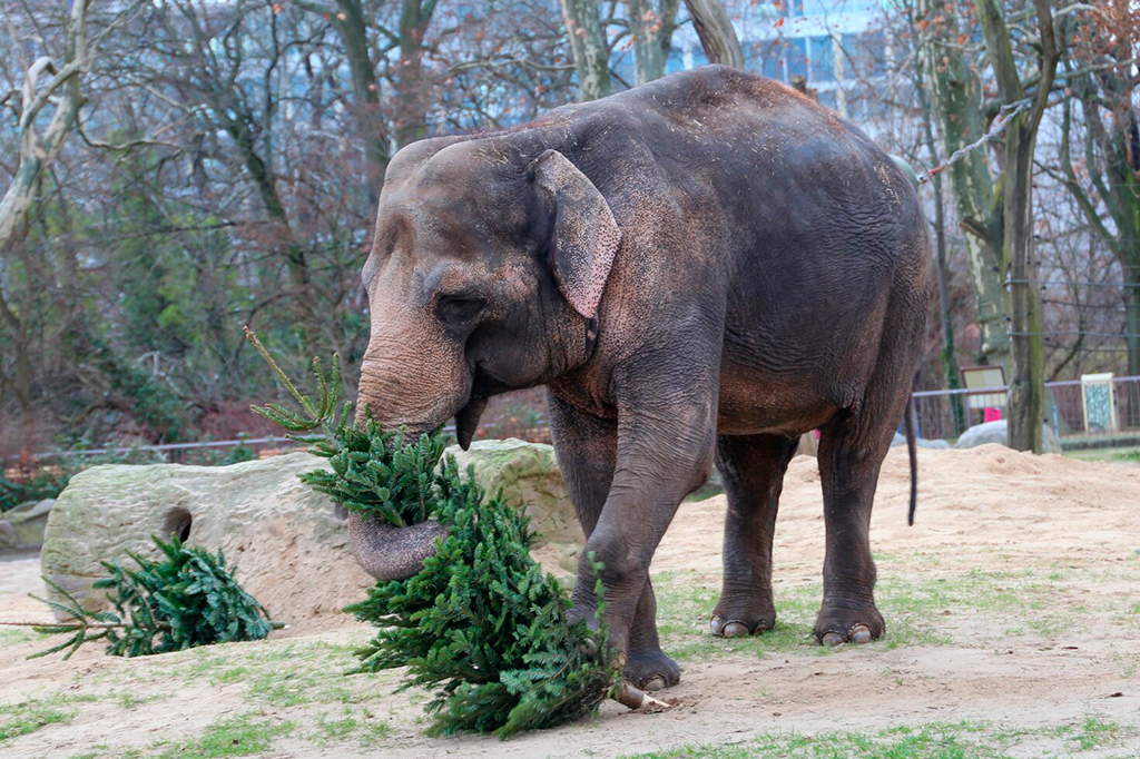 Foto de um elefante.