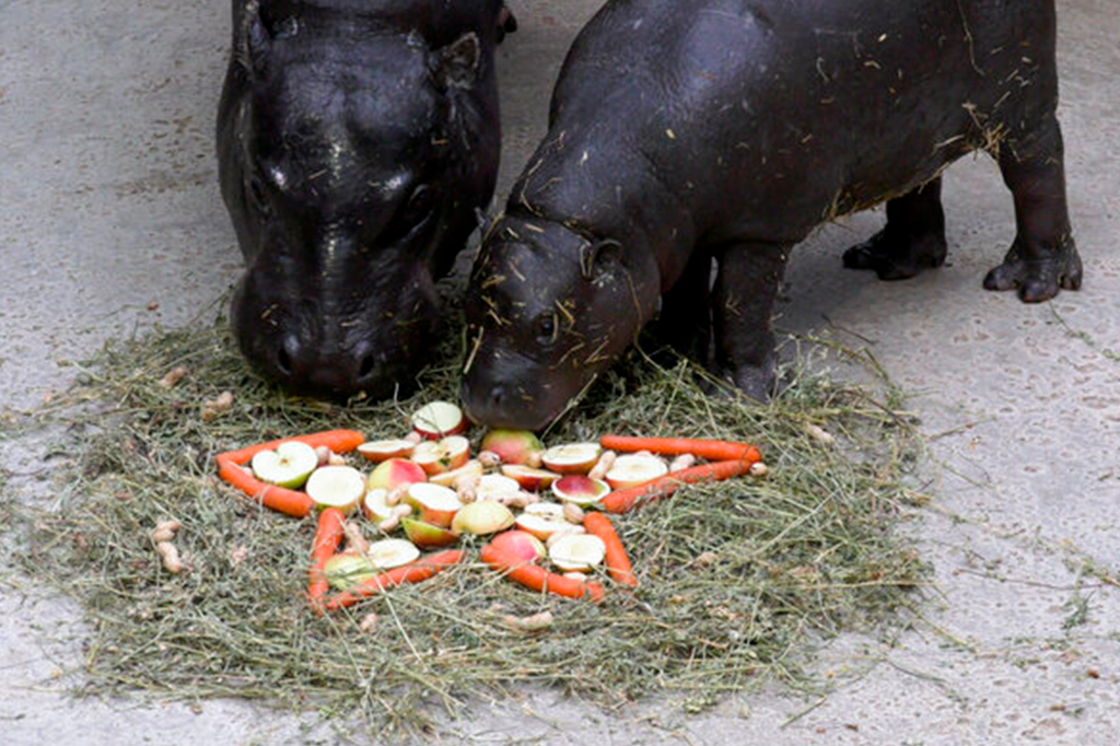 1001-zoológico-layout_site2 Fotos de hipopótamos pigmeus Toni e Debbie curtiram sua “estrela de Natal” feita de frutas.