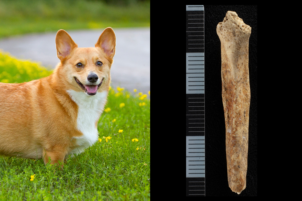 Osso do pênis de um cachorro pode ter sido usado em ritual romano há 2 mil anos