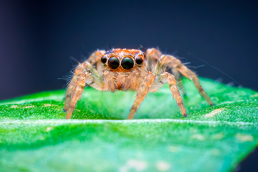 Novo estudo mostra que aranhas sentem cheiros pelas patas
