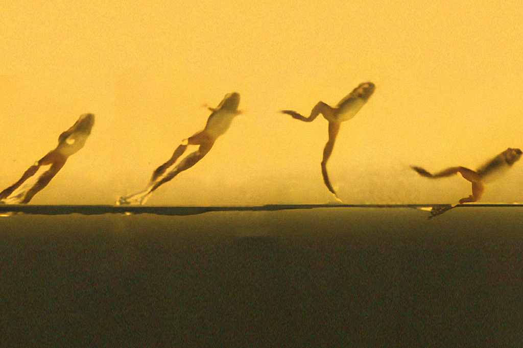 Como os sapos andam sobre a água? A resposta é mais engraçada do que você imagina