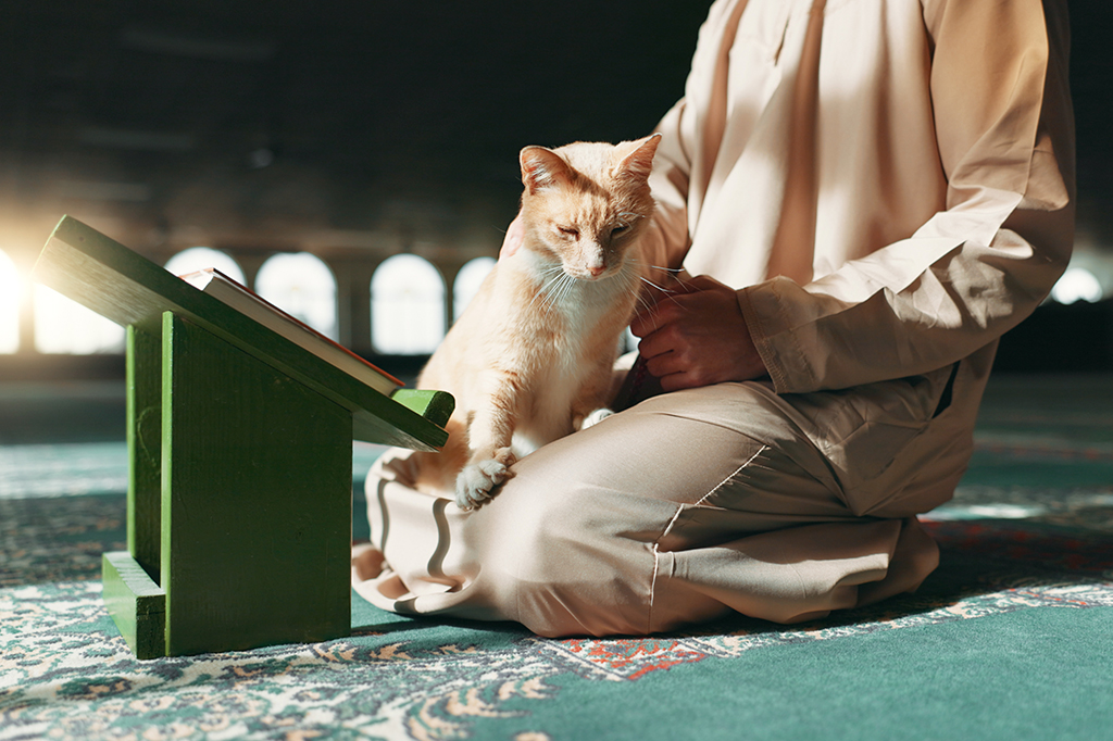 Foto de Muçulmano e um gato em uma mesquita durante a oração.
