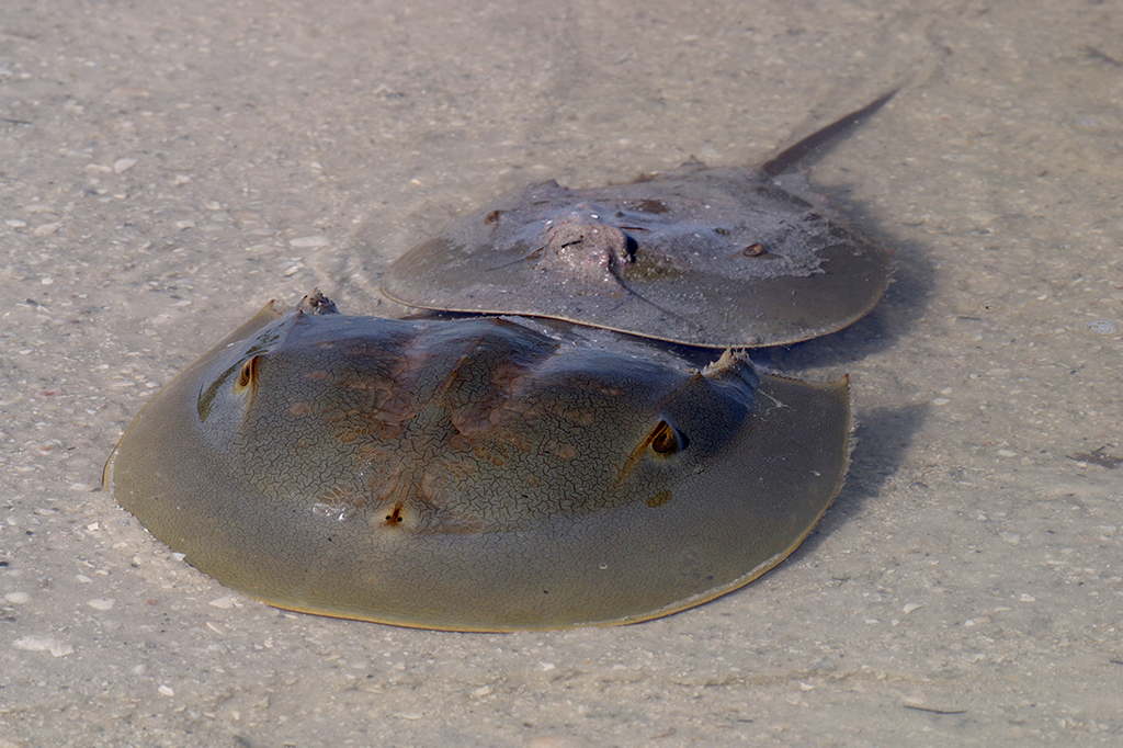 Caranguejo-ferradura: o “fóssil vivo” cujo sangue azul é importantíssimo para a medicina