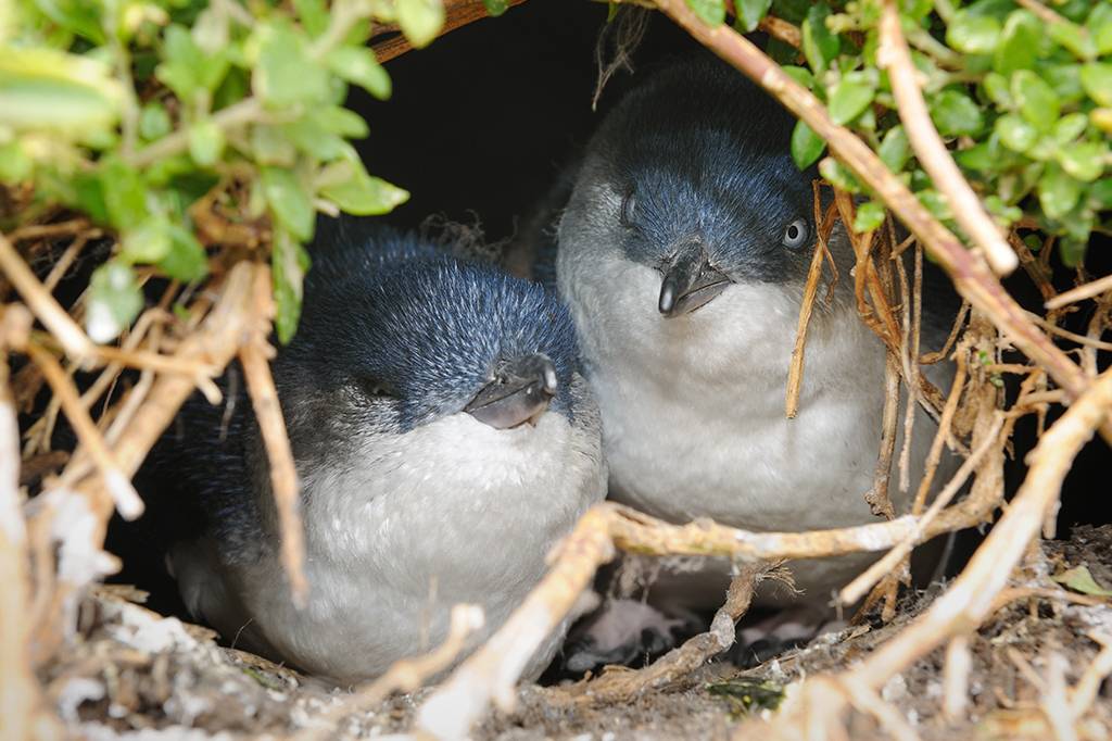 Estudo descobre que pinguins são favoráveis ao divorcio em casos de traição