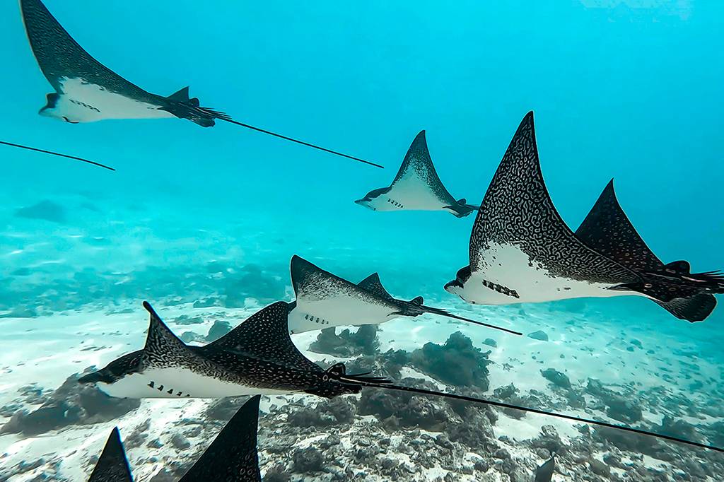 Para que serve a cauda das raias-mantas? Cientistas desvendaram o mistério