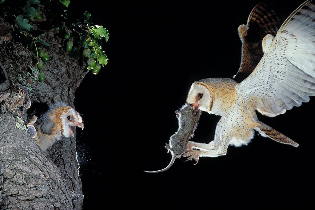 Cinco animais que se comportam de maneira diferente à luz da Lua