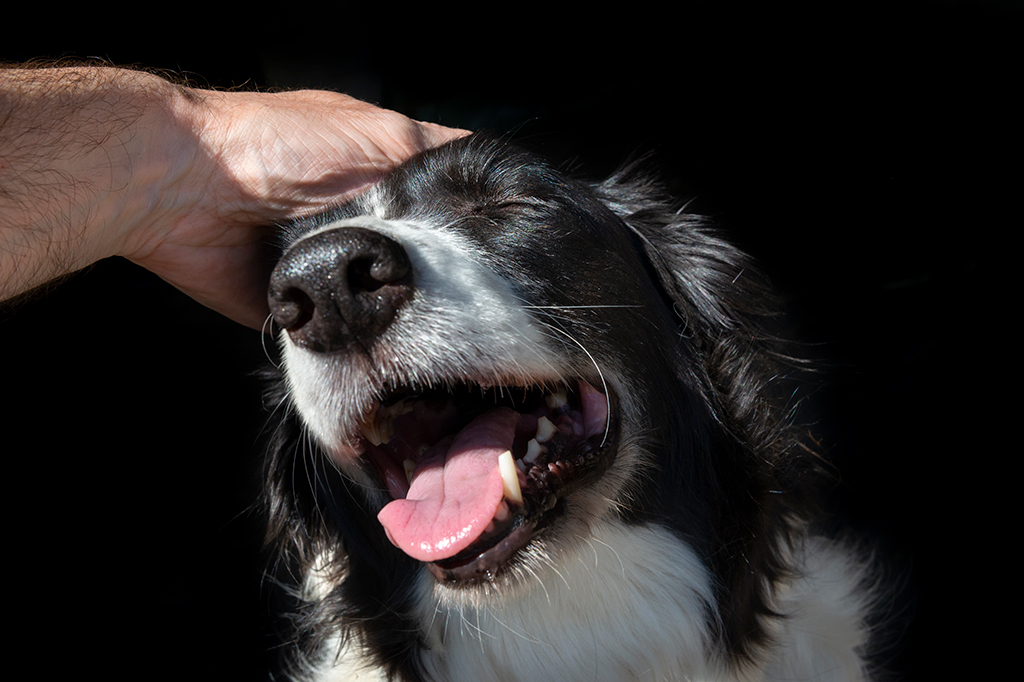 Fotografia de um cachorro sorrindo.