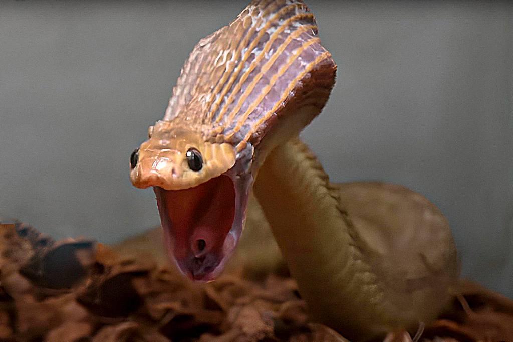 Fotografia de uma cobra comedora de ovos.