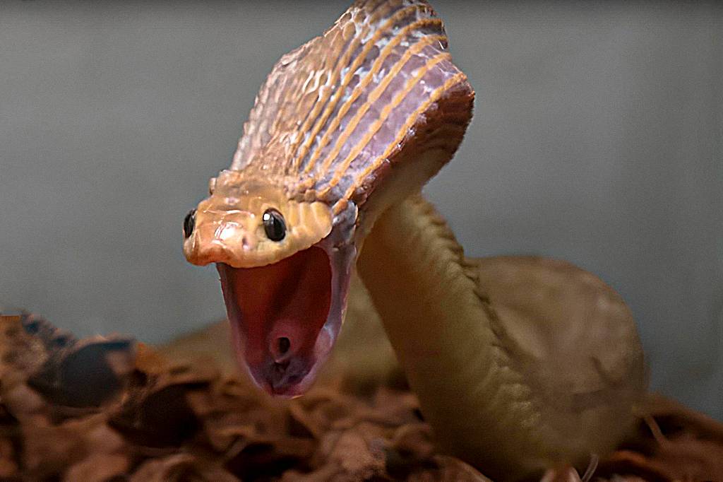 Essa cobra engole presas 5 vezes maiores que sua cabeça. Cientistas descobriram como.