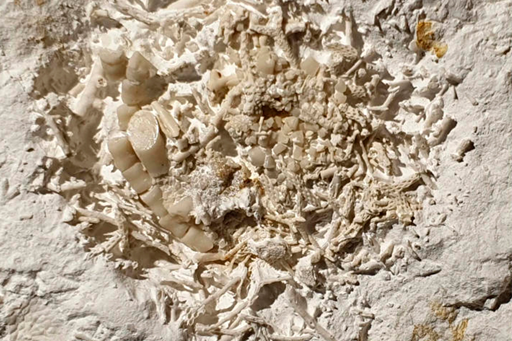 Fotografia de um pedaço de vômito animal fossilizado, que se acredita ter 66 milhões de anos, foi descoberto na Dinamarca, informou o Museu da Zelândia Oriental.