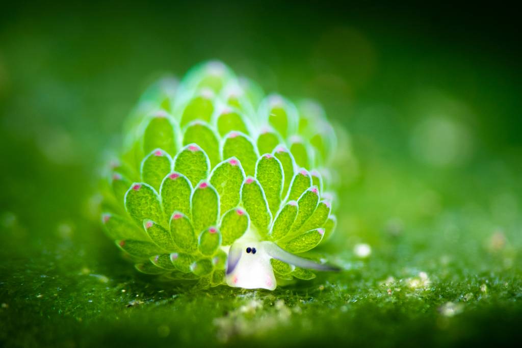 Ovelha-folha: o misterioso ser que é metade animal, metade planta