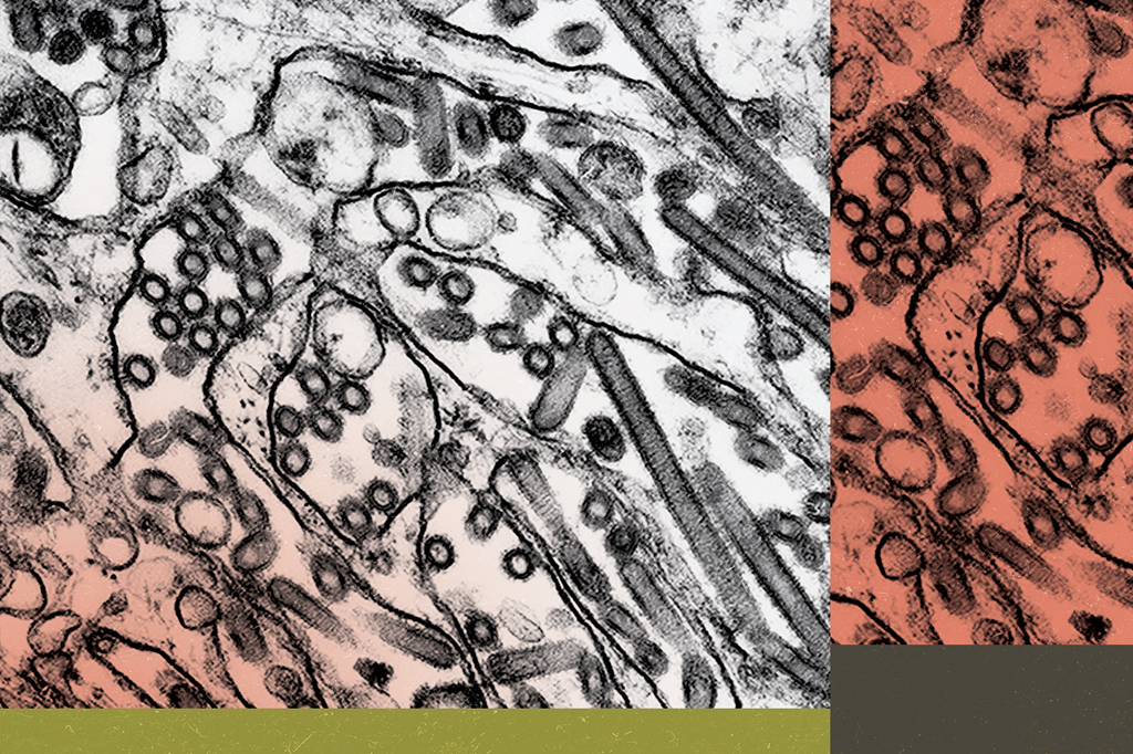 Imagem vista de microscópio do vírus H5N1.