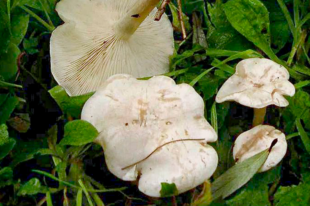 Fotografia do cogumelo Clitocybe blanc .