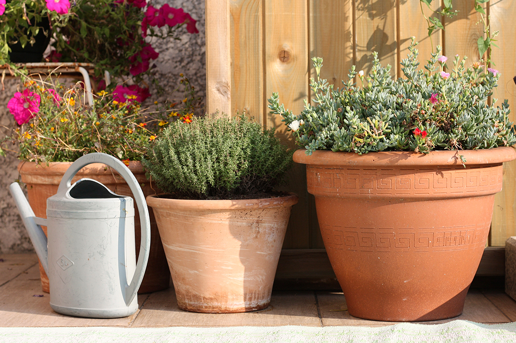 As plantas são fofoqueiras? Entenda