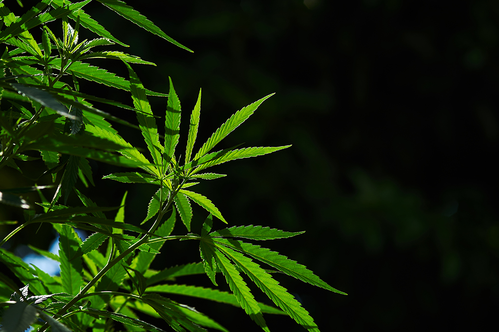 Estudo encontra ligação entre uso de cannabis e perda de memória