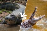 Monatagem de um crocodilo e um jacaré.