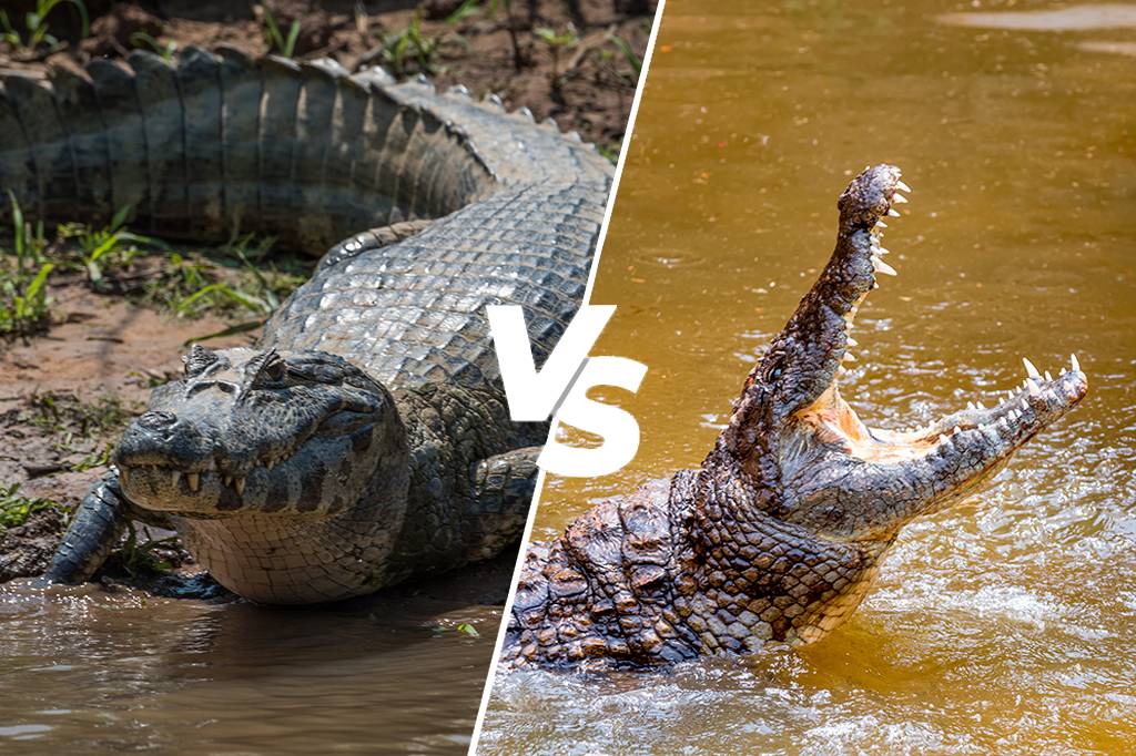 Vídeo registra batalha entre jacaré e crocodilo na Flórida; assista