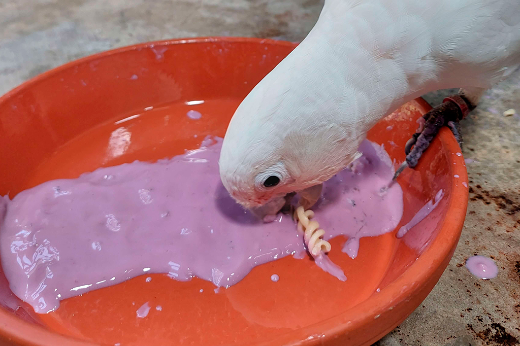 Comida sem graça? Cacatuas gostam de ajustar tempero e textura de seus alimentos; veja vídeo