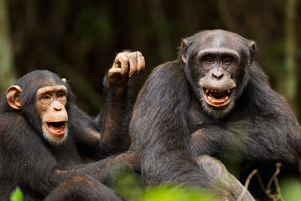 Machos de chimpanzé usam sinais sutis (e outros nem tanto) para pedir sexo